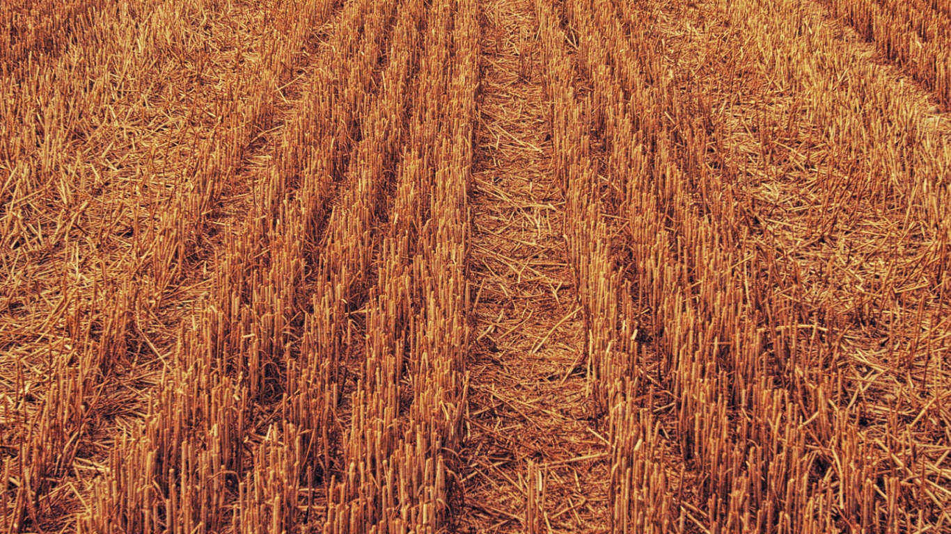 Обои урожай, сельское хозяйство, домашний скот, растение, облако в разрешении 1366x768