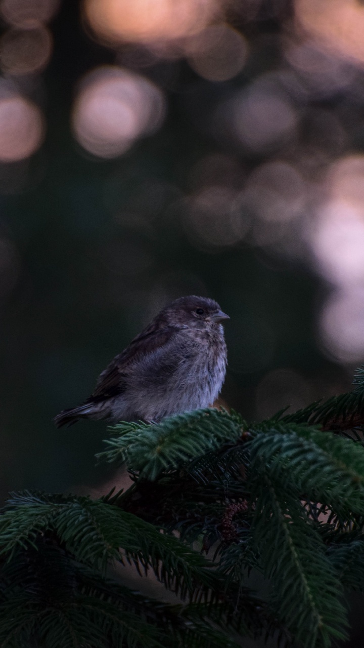 Обои темнота, клюв, зеленый, птица, ветвь в разрешении 720x1280