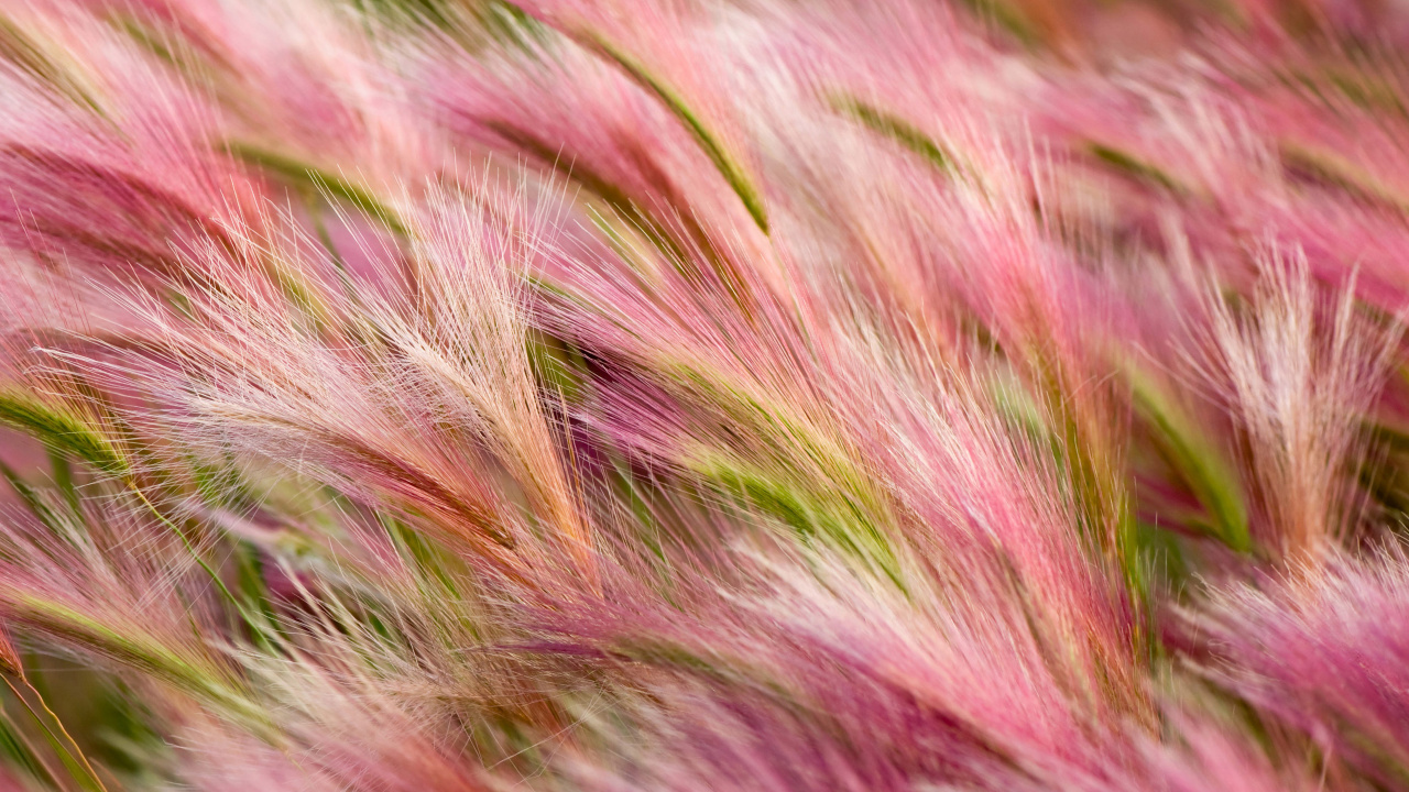 Обои трава, розовый, растение, семейство травы, macbook в разрешении 1280x720
