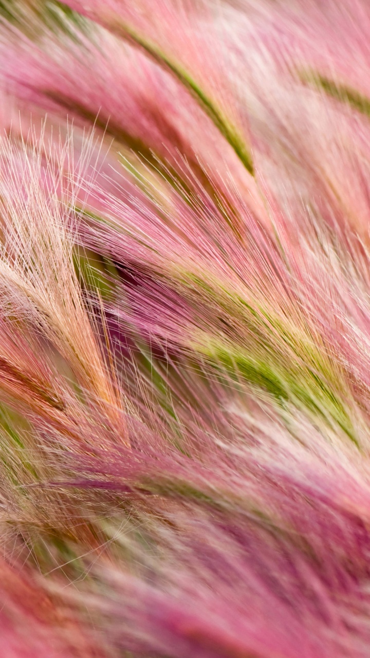 Обои трава, розовый, растение, семейство травы, macbook в разрешении 720x1280