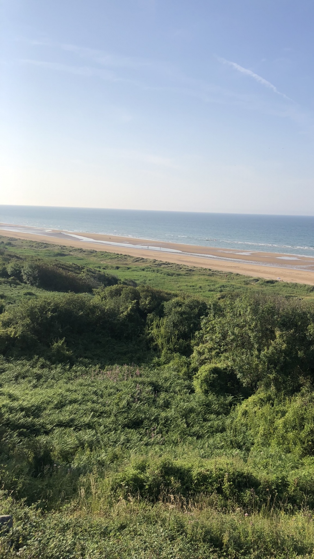 Обои кустарник, степ, сенокосное угодье, растительность, растительное сообщество в разрешении 1080x1920