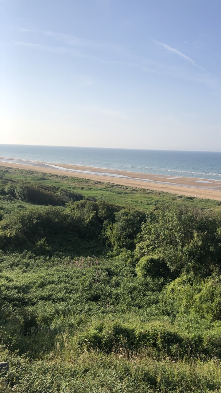 Обои кустарник, степ, сенокосное угодье, растительность, растительное сообщество в разрешении 720x1280