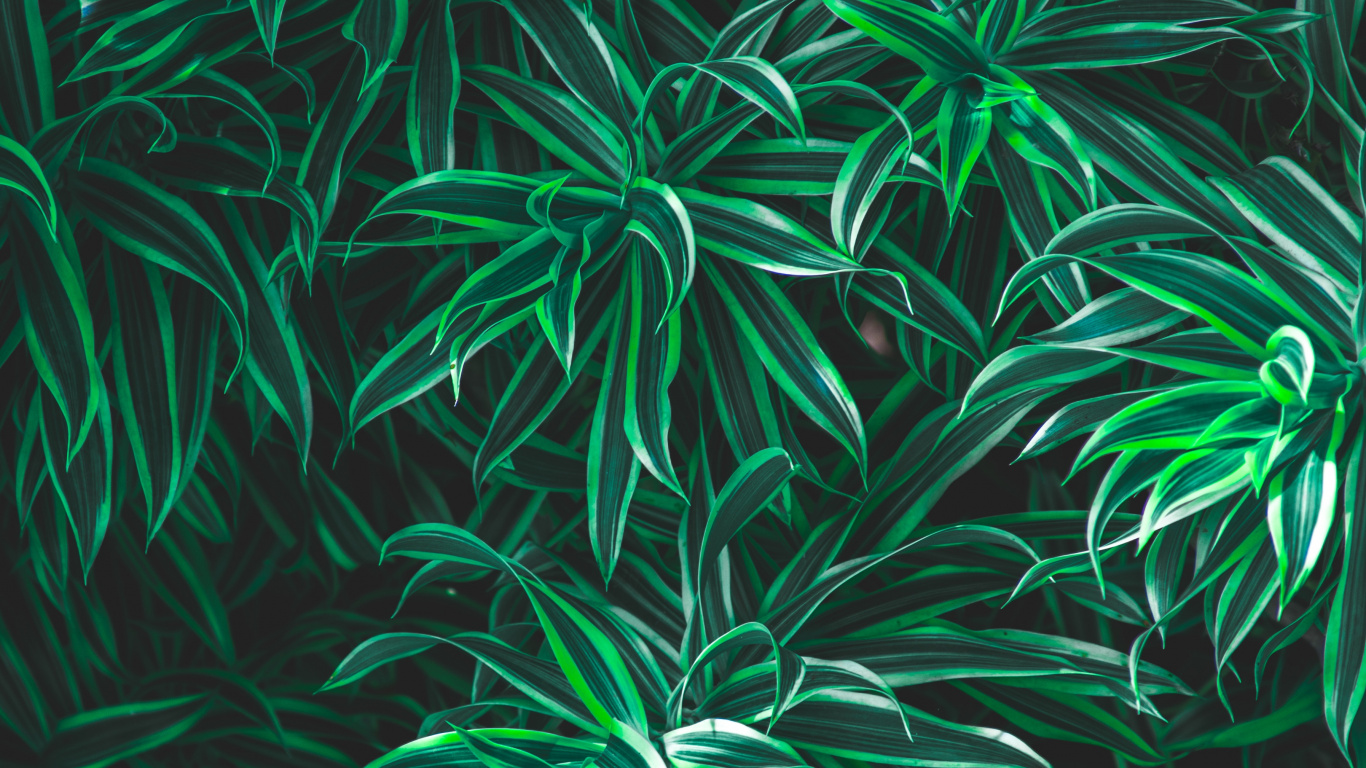 Обои лист, зеленый, растение, наземное растение, узор в разрешении 1366x768