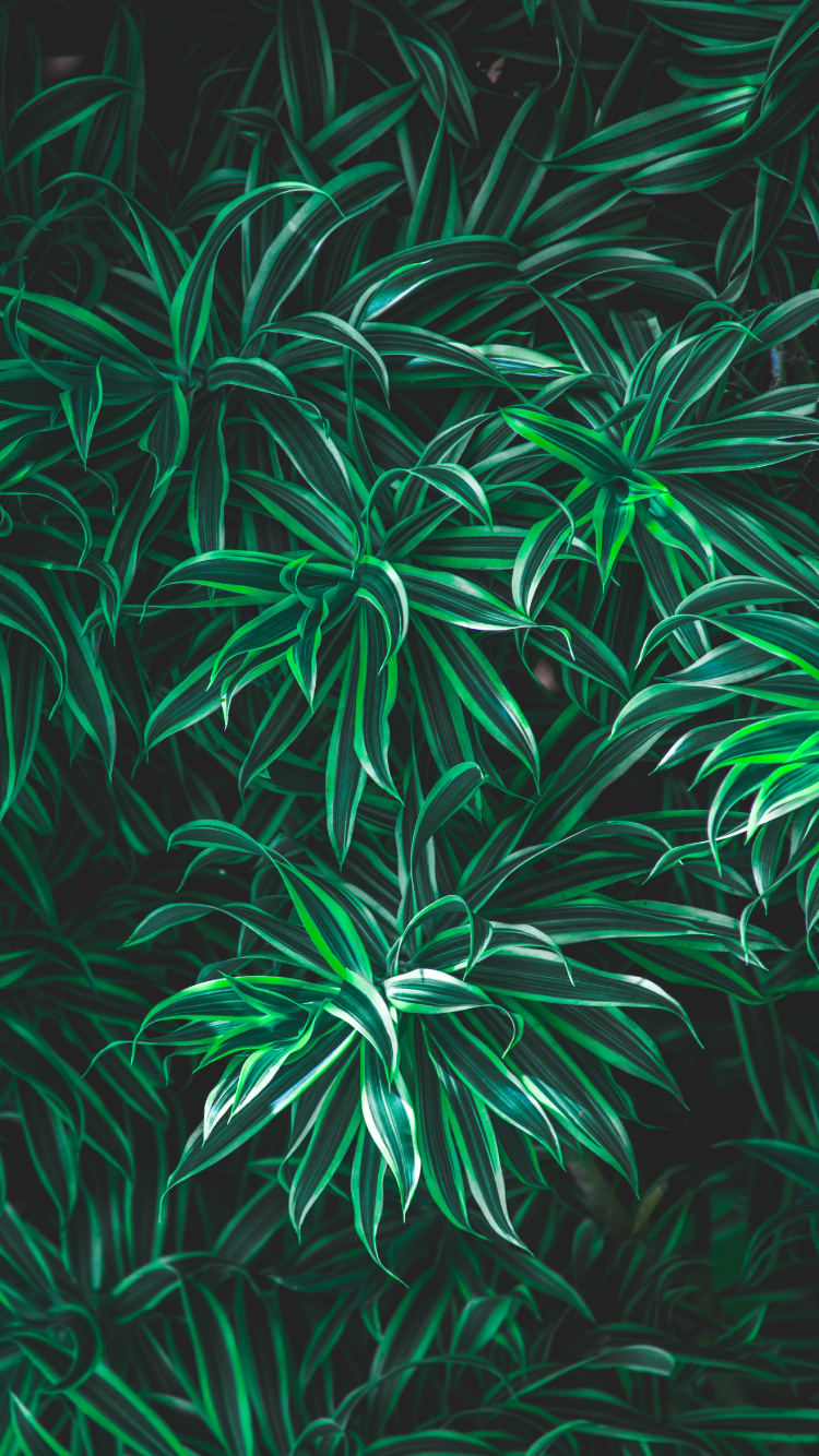 Обои лист, зеленый, растение, наземное растение, узор в разрешении 750x1334