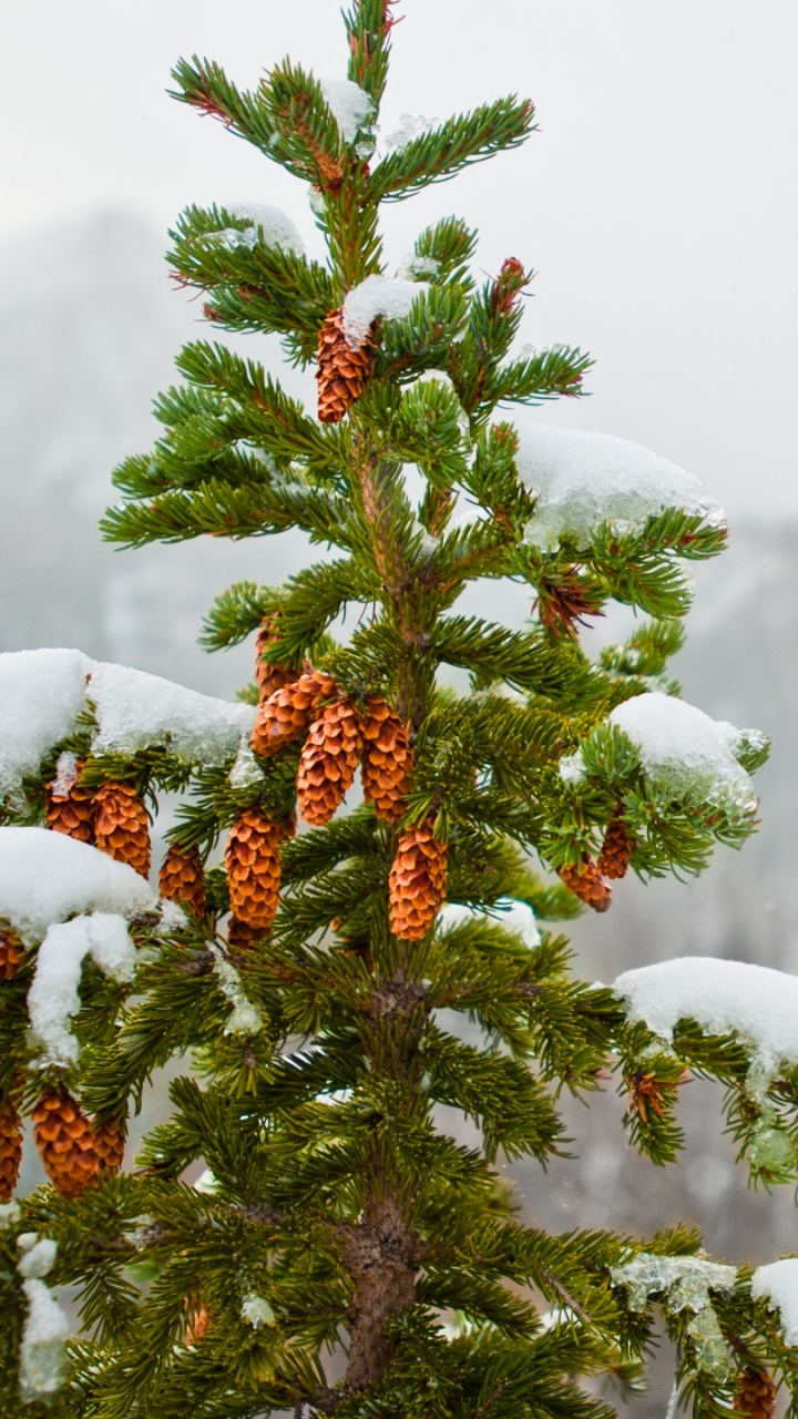 Обои снег, дерево, зима, елка, хвойное дерево в разрешении 720x1280