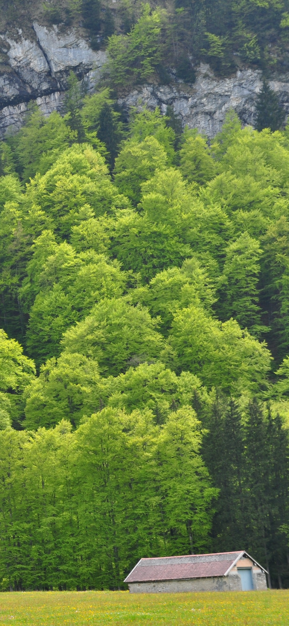 Обои лес, дерево, Хвойные, растительность, экосистема в разрешении 1125x2436