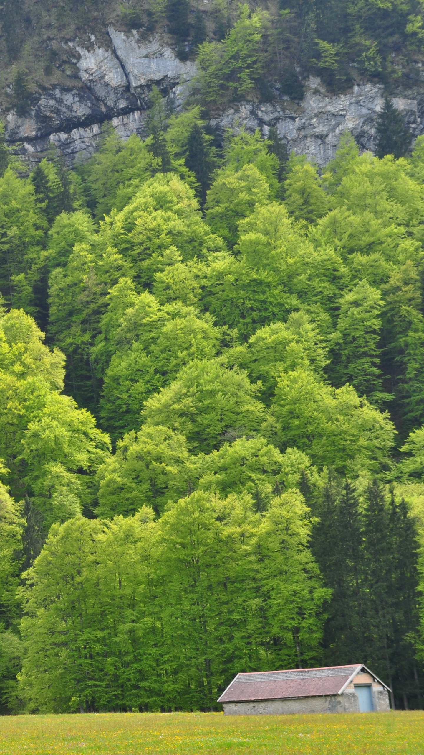 Обои лес, дерево, Хвойные, растительность, экосистема в разрешении 1440x2560