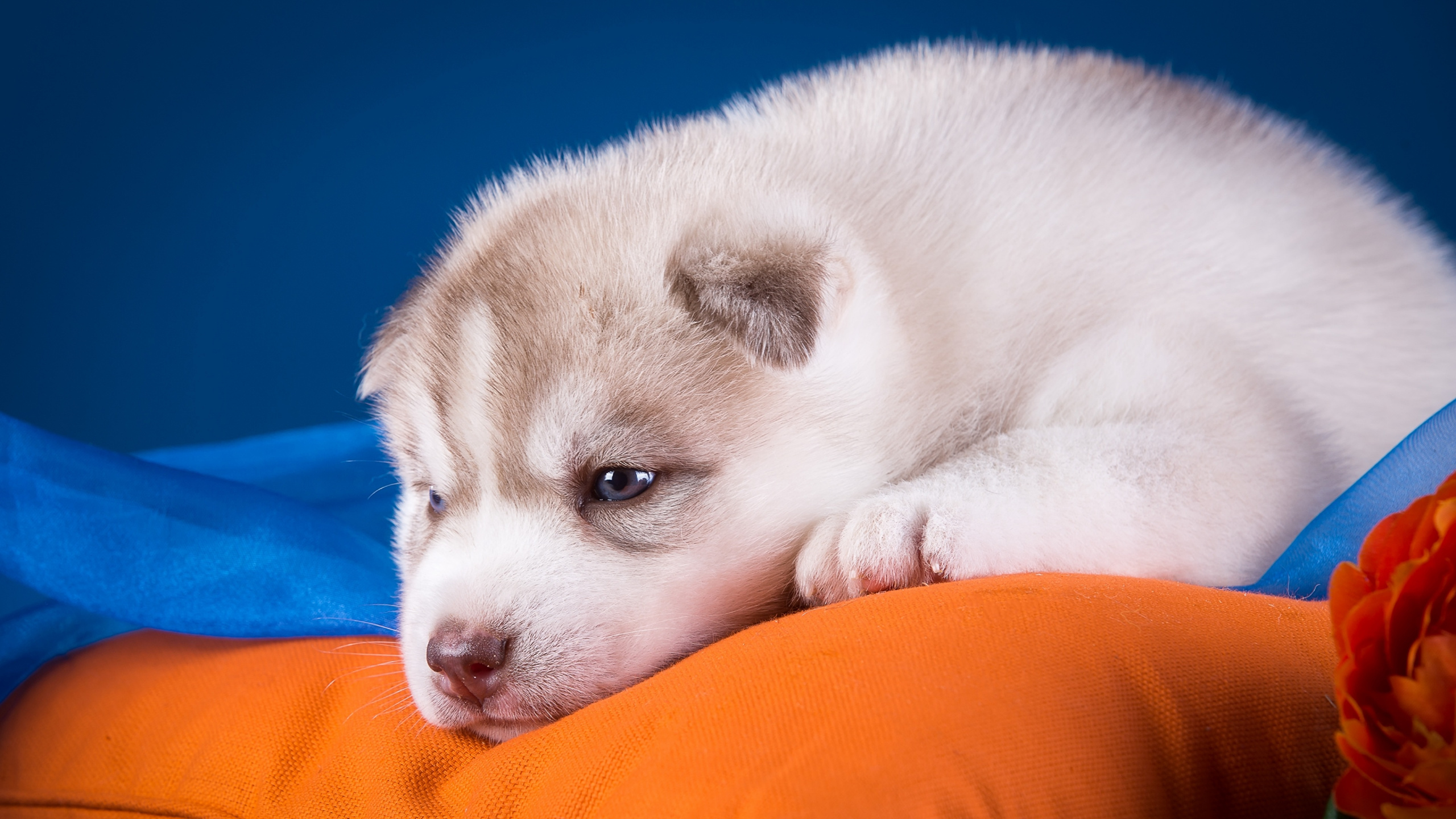 Обои Себирская Хаски, щенок, мопс, пес, собака породы в разрешении 2560x1440