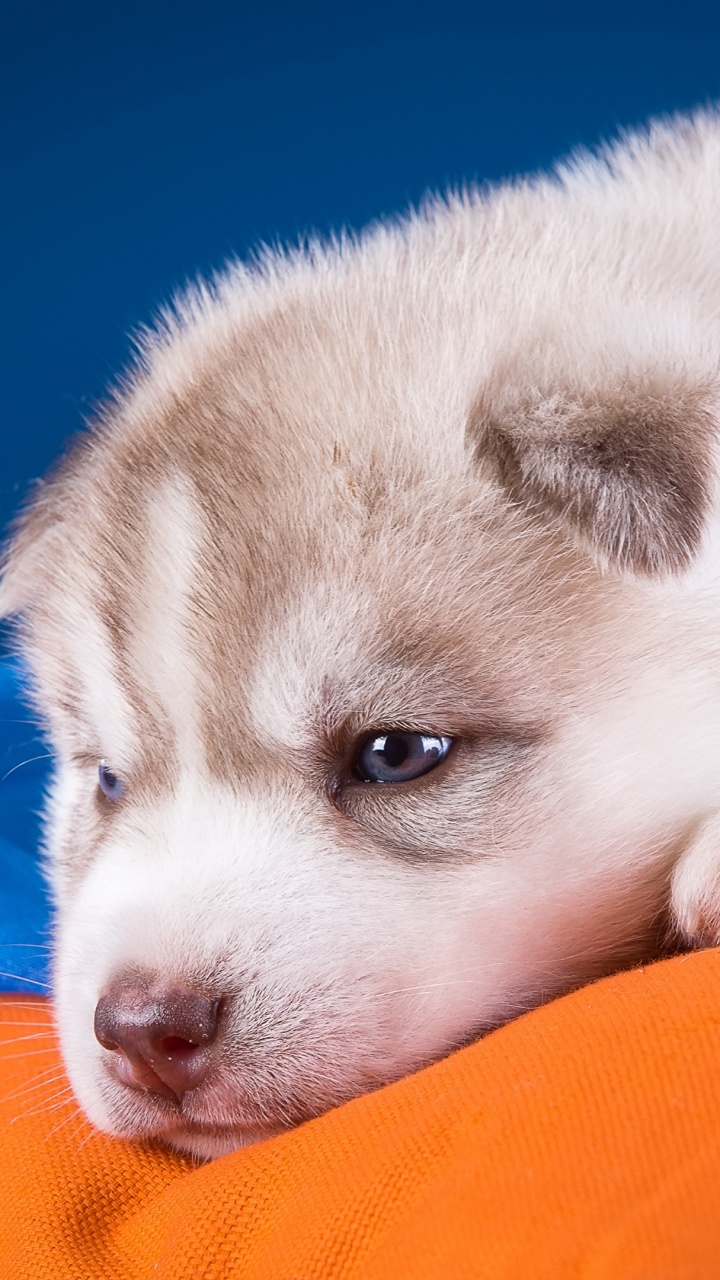 Обои Себирская Хаски, щенок, мопс, пес, собака породы в разрешении 720x1280