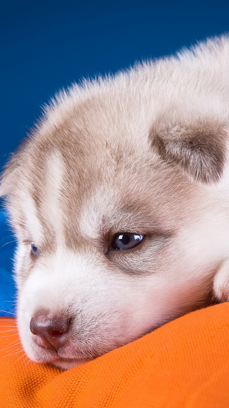 Обои Себирская Хаски, щенок, мопс, пес, собака породы в разрешении 750x1334