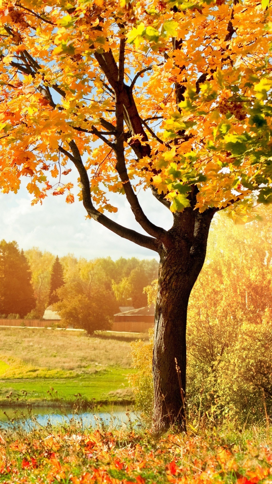 Обои дерево, природа, лист, осень, луг в разрешении 1080x1920
