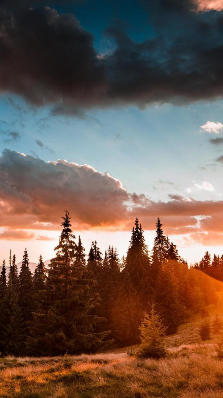 Обои украина, Карпаты, природа, облако, дерево в разрешении 750x1334