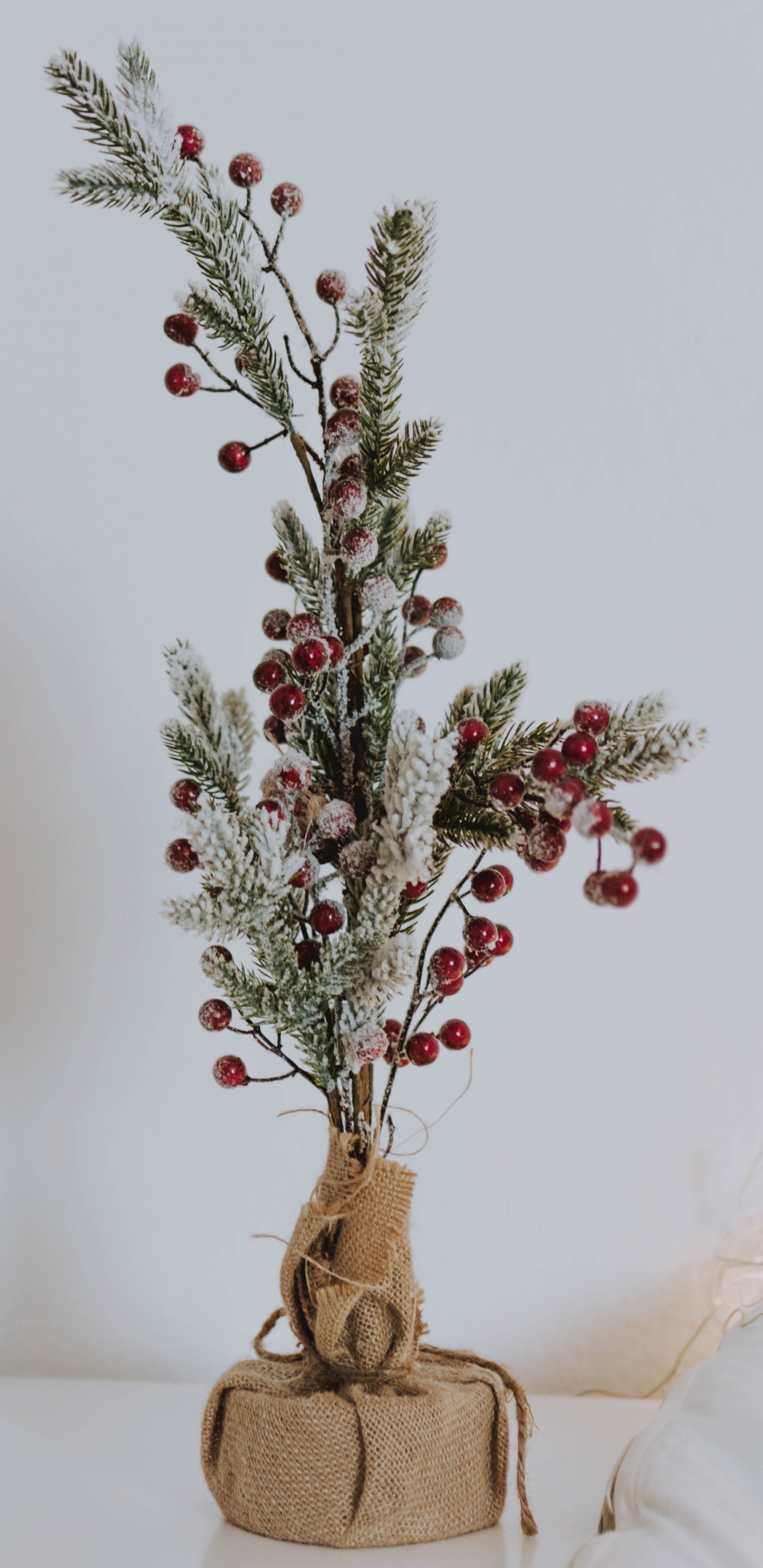 Обои цветочный горшок, прут, ветвь, красный цвет, цветок в разрешении 1440x2960