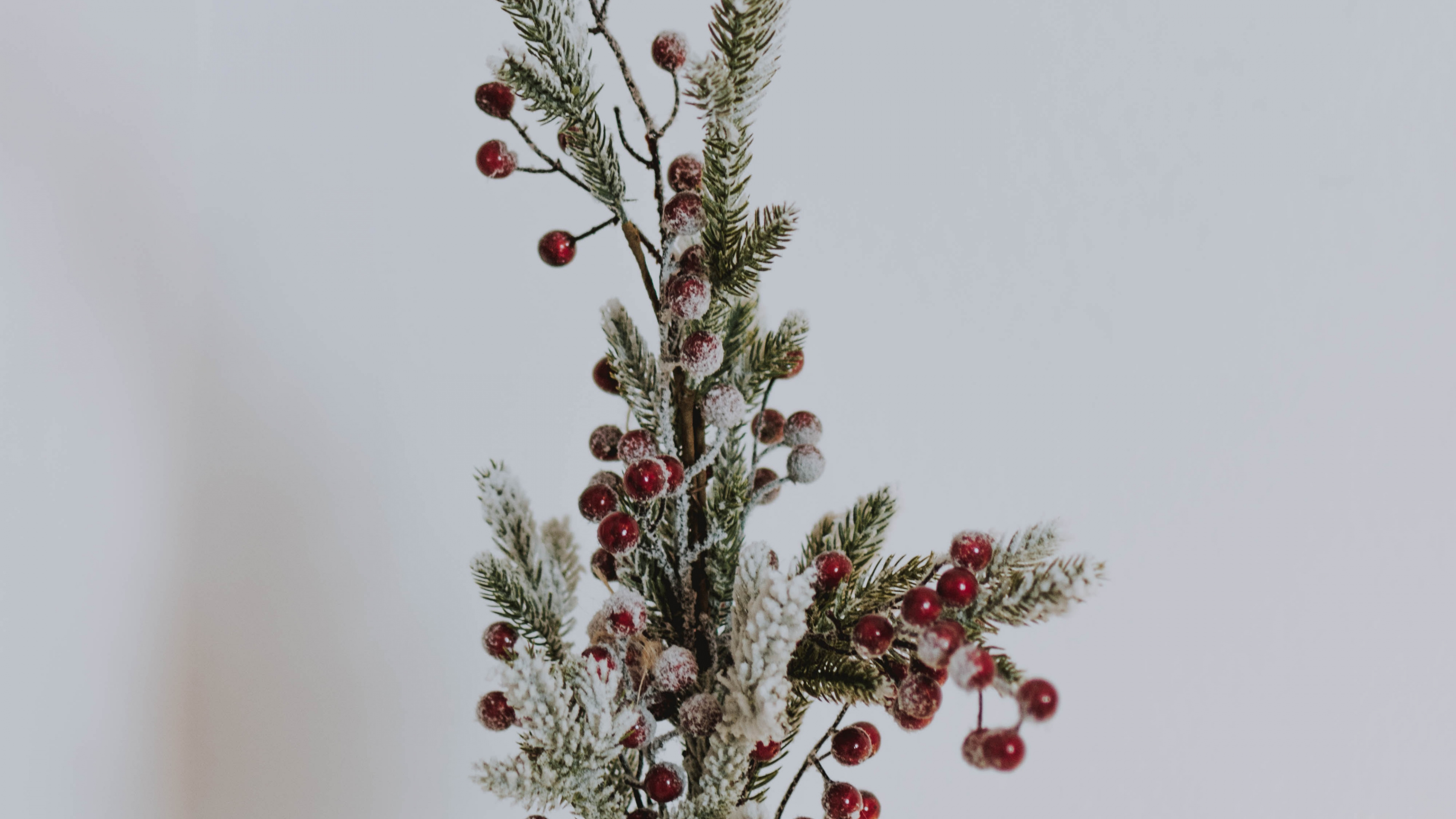 Обои цветочный горшок, прут, ветвь, красный цвет, цветок в разрешении 3840x2160