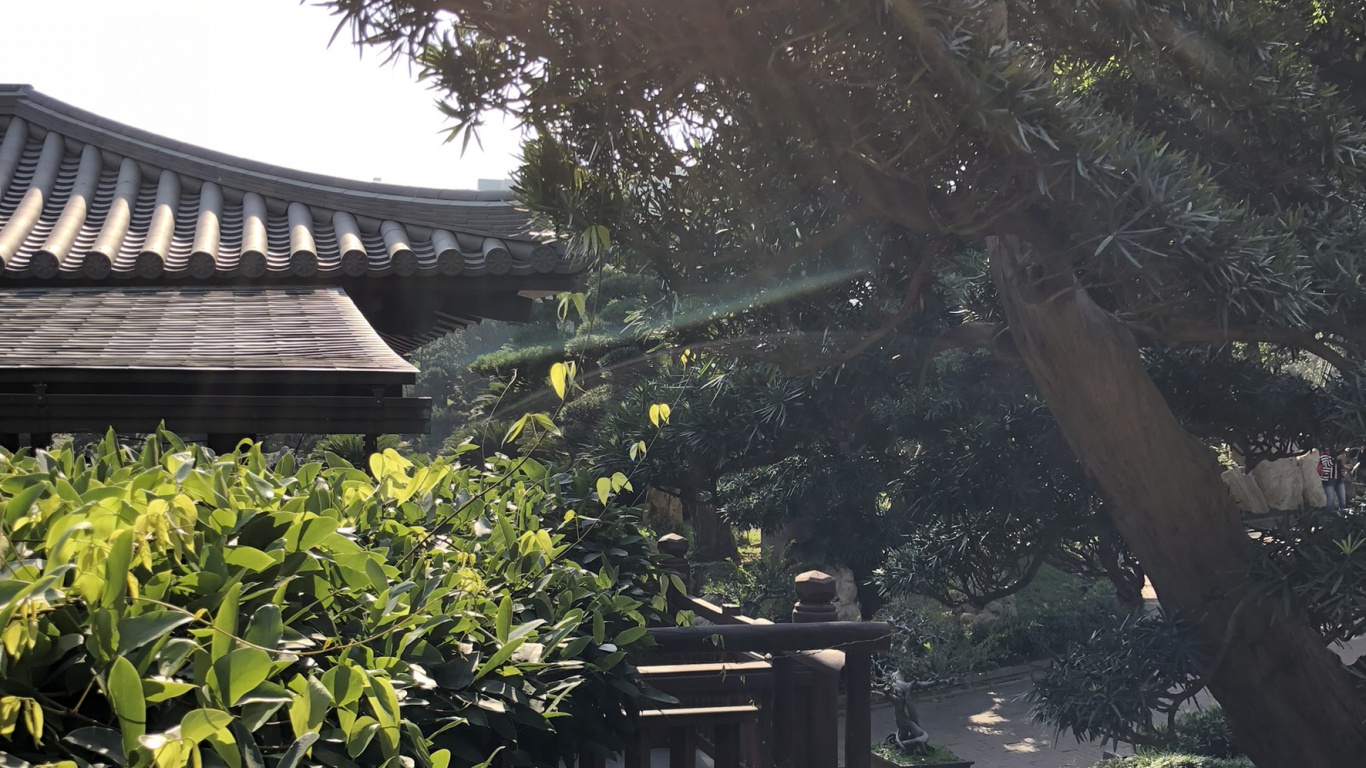 Обои дерево, растительность, лист, сад, крыша в разрешении 1366x768