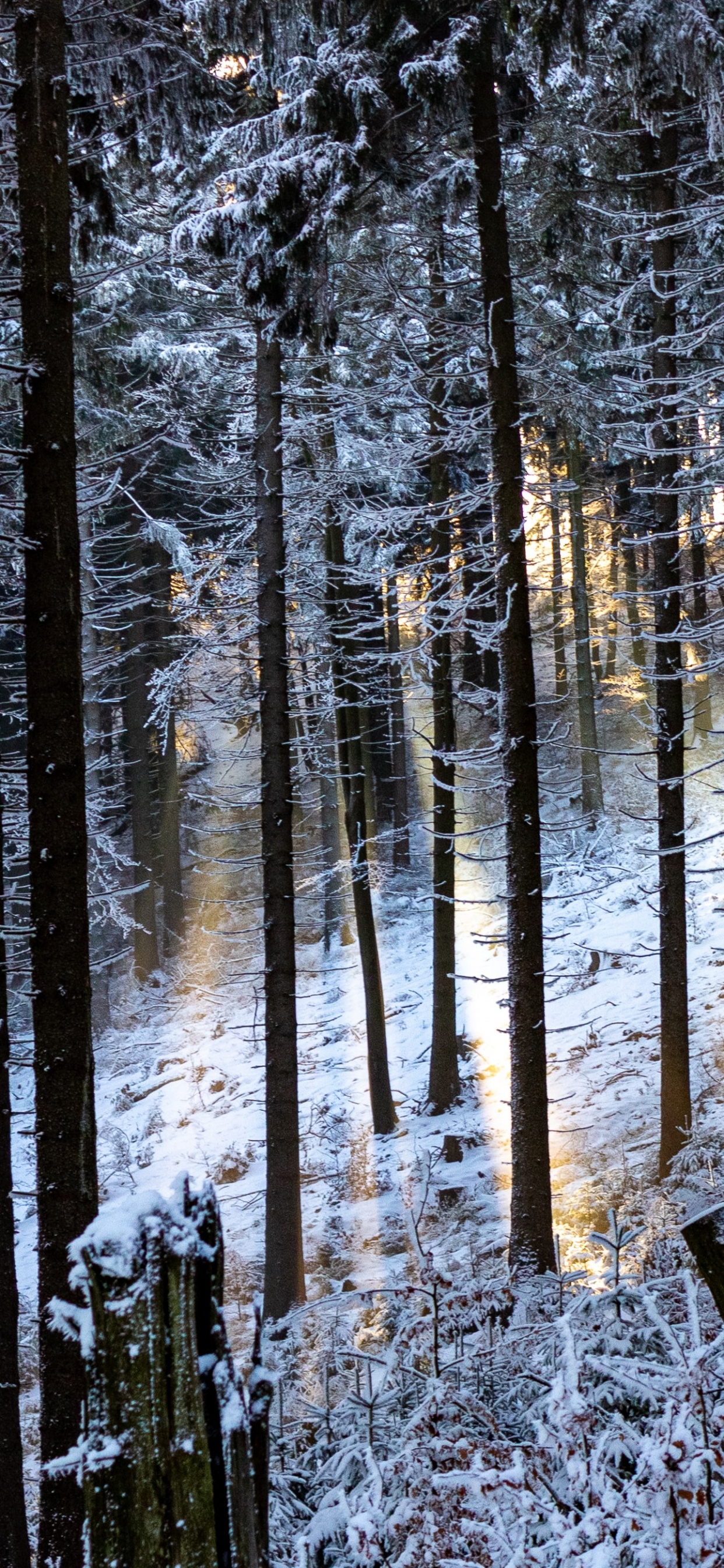Обои лес, дерево, окружающая среда, зима, природный ландшафт в разрешении 1242x2688