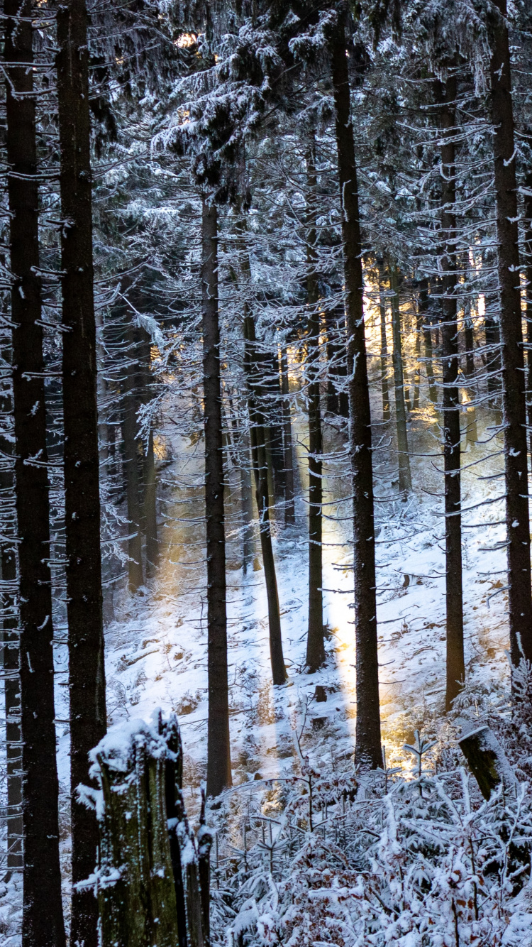 Обои лес, дерево, окружающая среда, зима, природный ландшафт в разрешении 750x1334