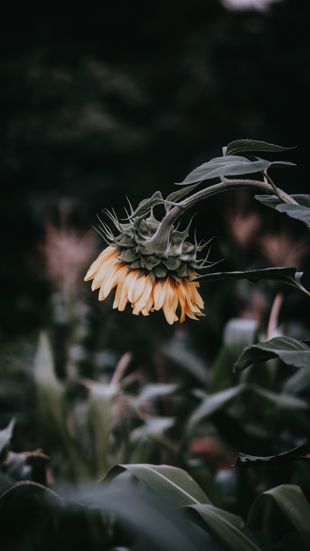 Обои цветок, растение, ботаники, лист, полевой цветок в разрешении 1080x1920