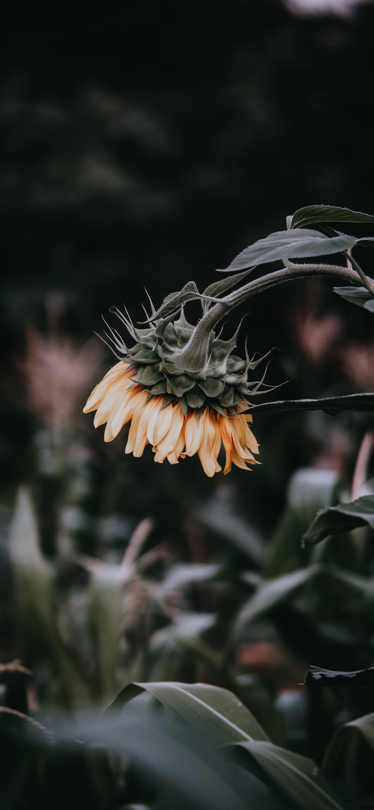 Обои цветок, растение, ботаники, лист, полевой цветок в разрешении 1242x2688