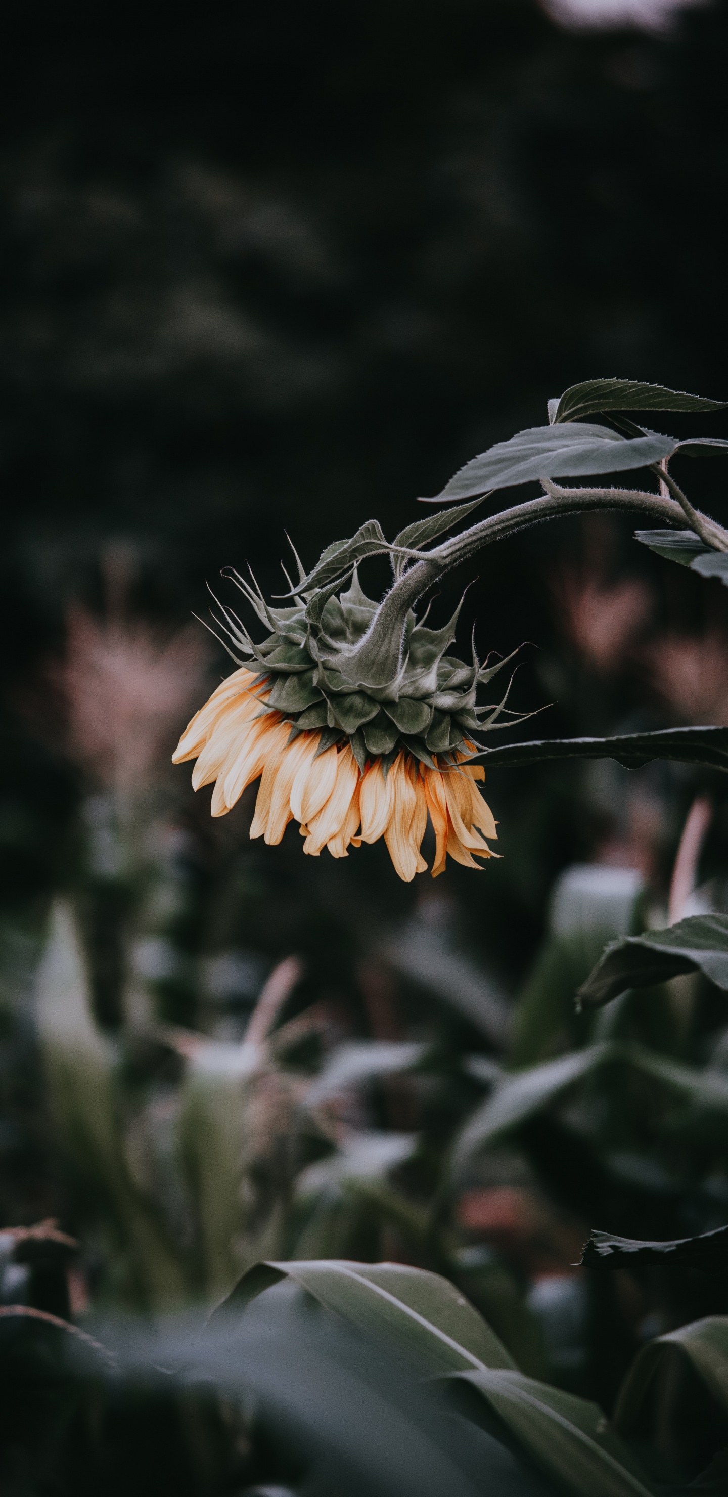 Обои цветок, растение, ботаники, лист, полевой цветок в разрешении 1440x2960