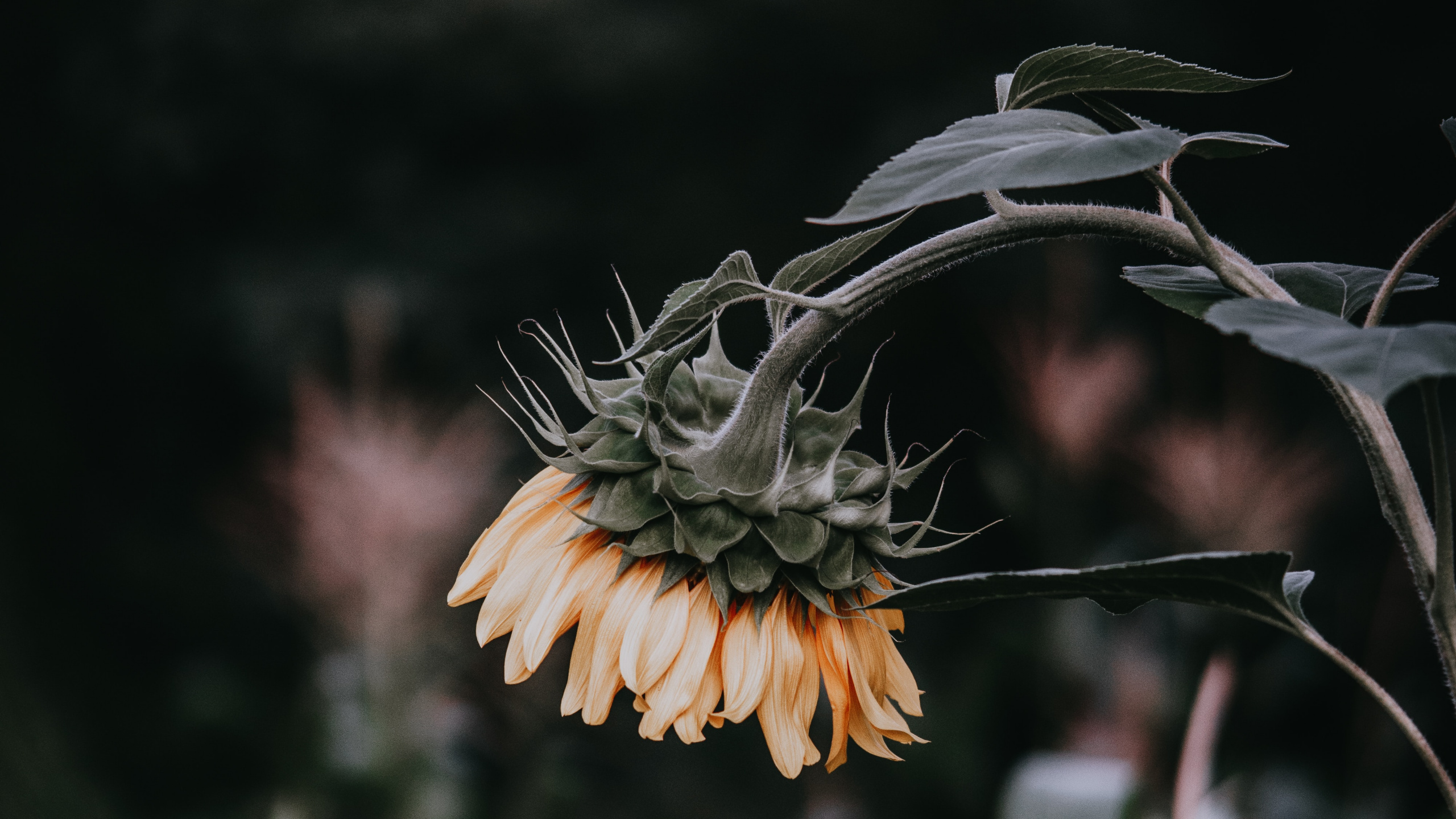 Обои цветок, растение, ботаники, лист, полевой цветок в разрешении 2560x1440