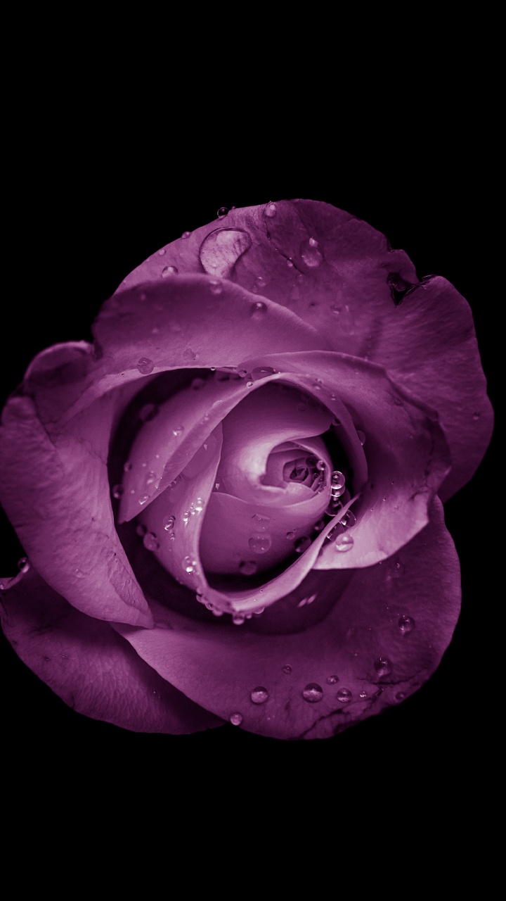 Обои Роза, цветок, пурпур, сад роз, лепесток в разрешении 720x1280