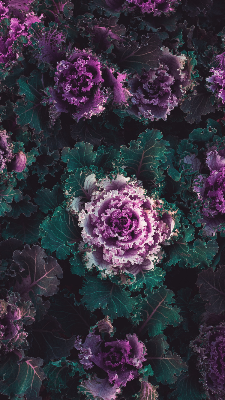 Обои рассада, капуста, цветок, пурпур, растение в разрешении 750x1334