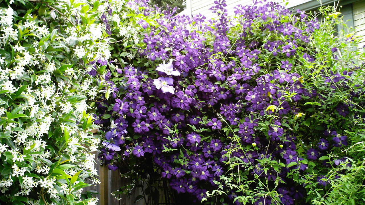 Обои цветковое растение, сад, весна, однолетнее растение, обрезка в разрешении 1280x720