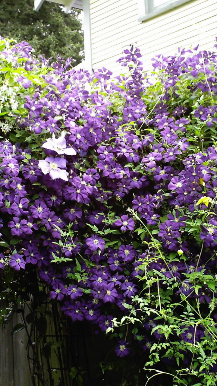 Обои цветковое растение, сад, весна, однолетнее растение, обрезка в разрешении 720x1280