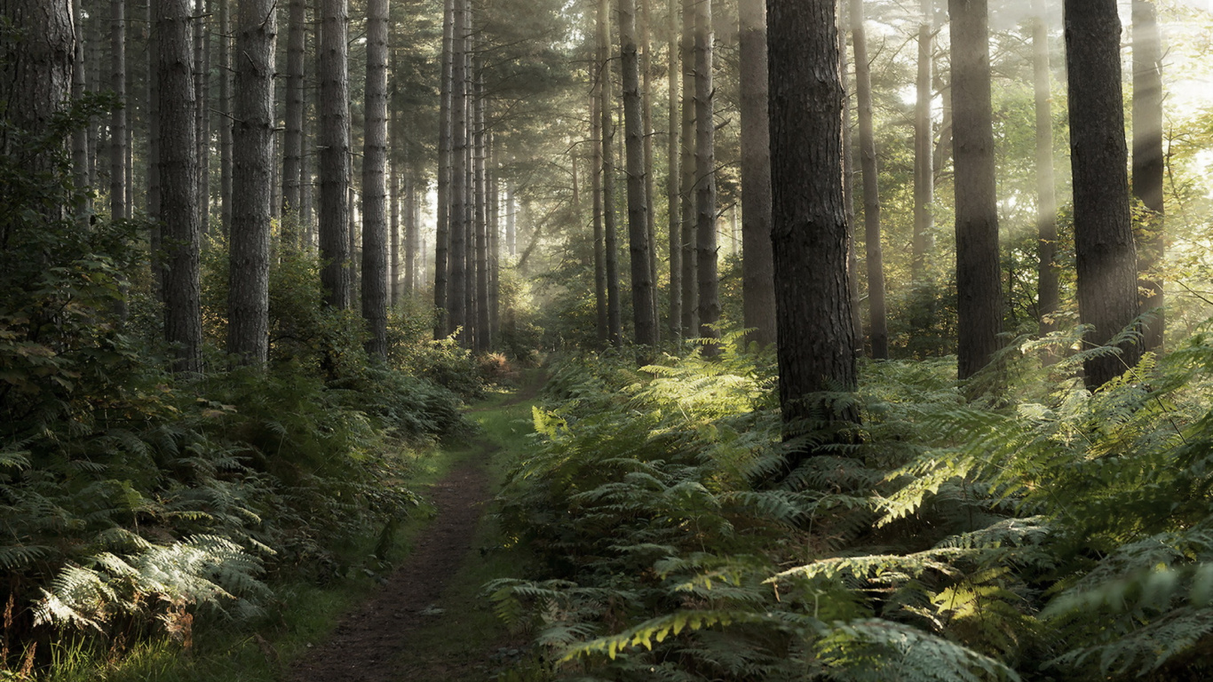 Обои лесистая местность, лес, растительность, старовозрастные леса, Загородный парк в разрешении 1366x768