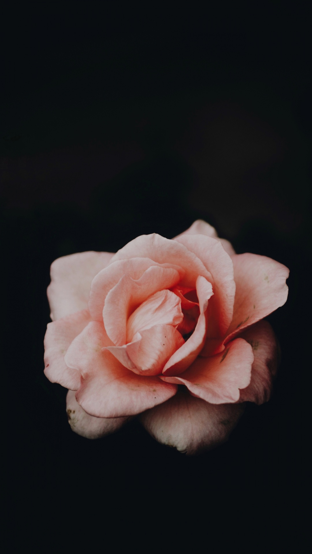 Обои розовый, сад роз, белые, лепесток, Роза в разрешении 1080x1920