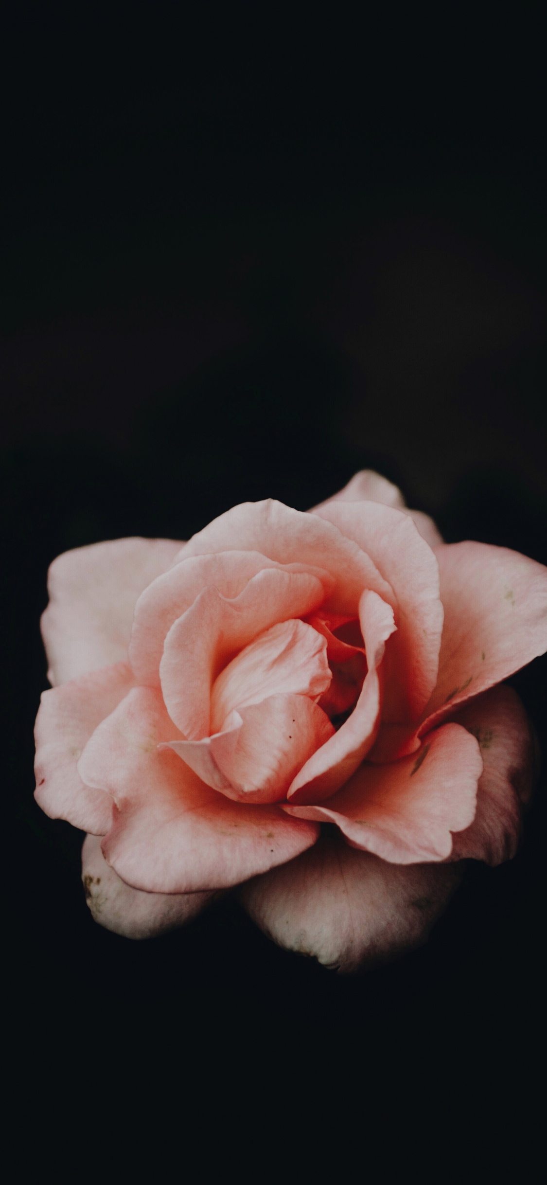 Обои розовый, сад роз, белые, лепесток, Роза в разрешении 1125x2436