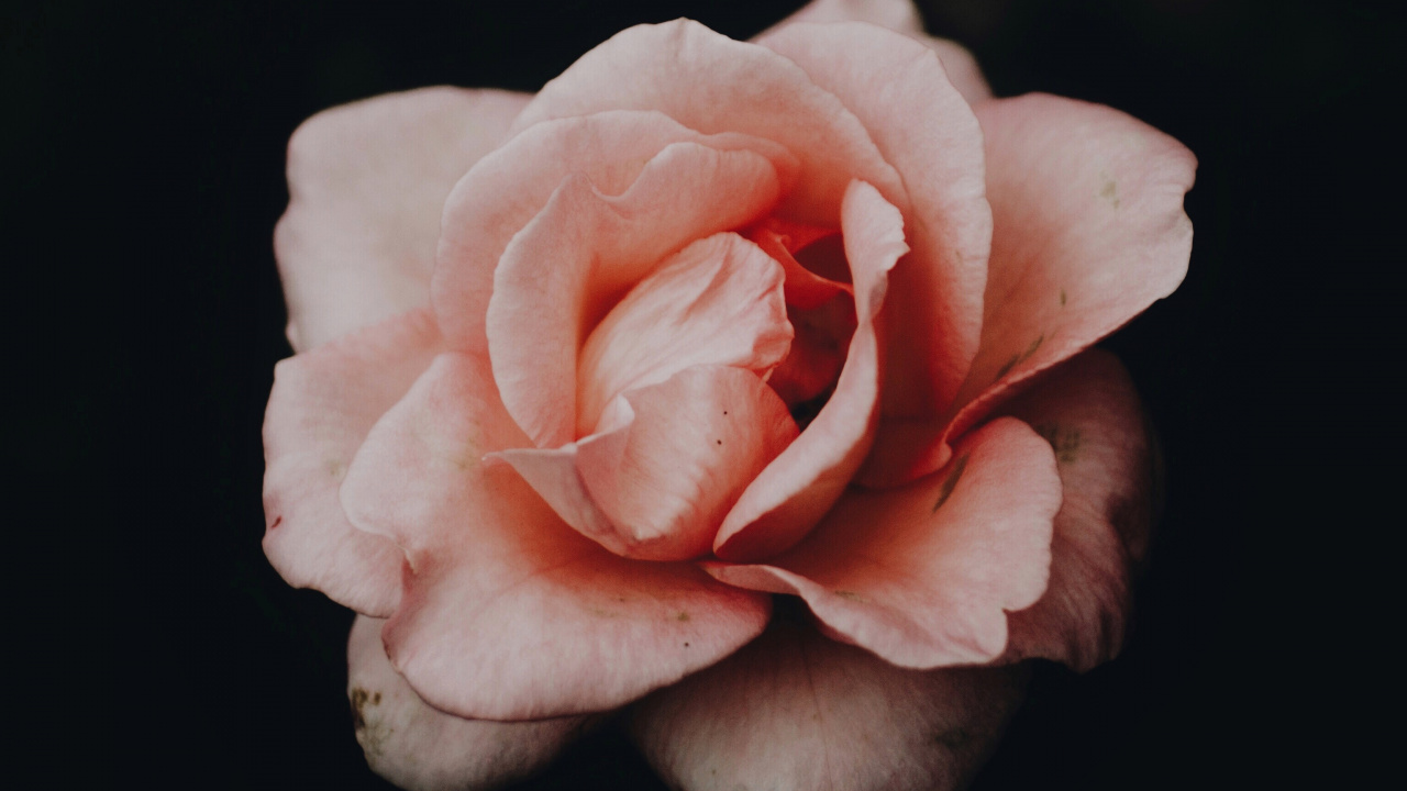 Обои розовый, сад роз, белые, лепесток, Роза в разрешении 1280x720