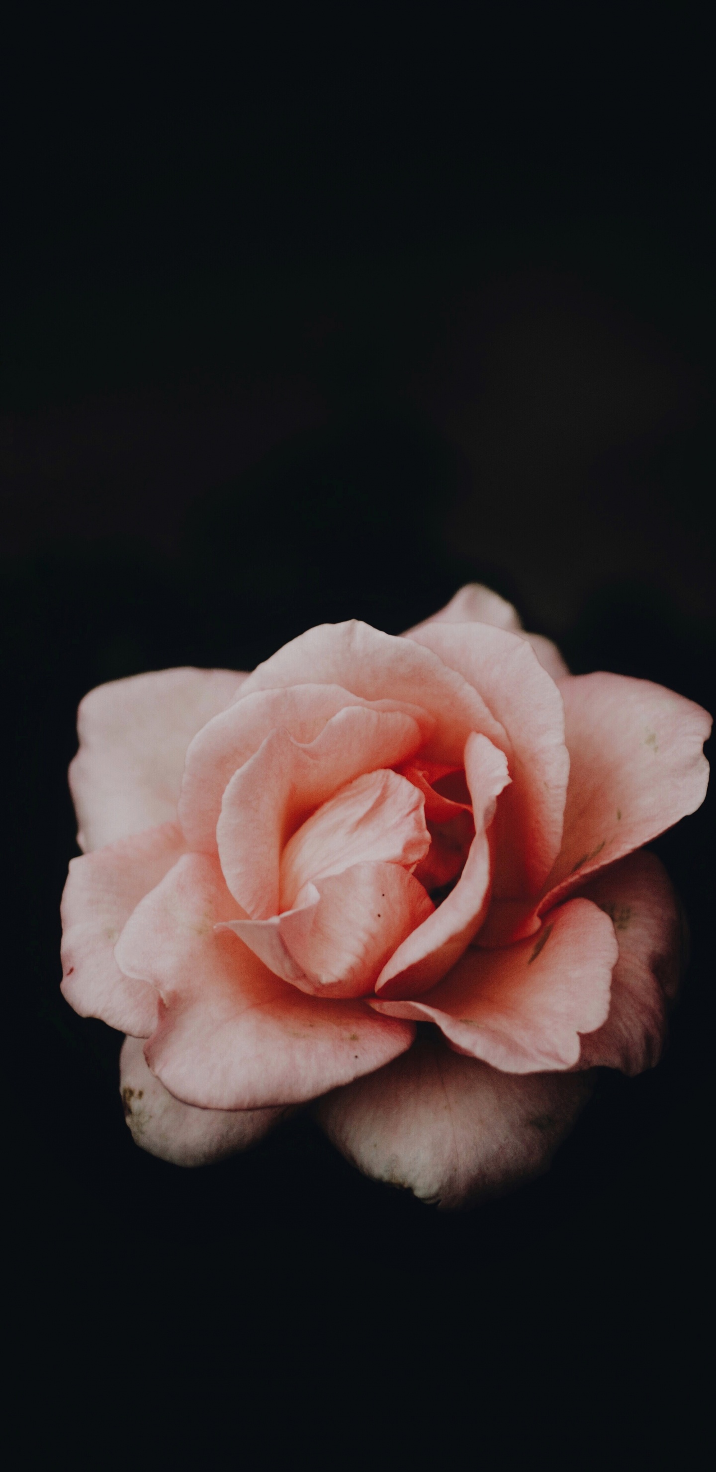 Обои розовый, сад роз, белые, лепесток, Роза в разрешении 1440x2960