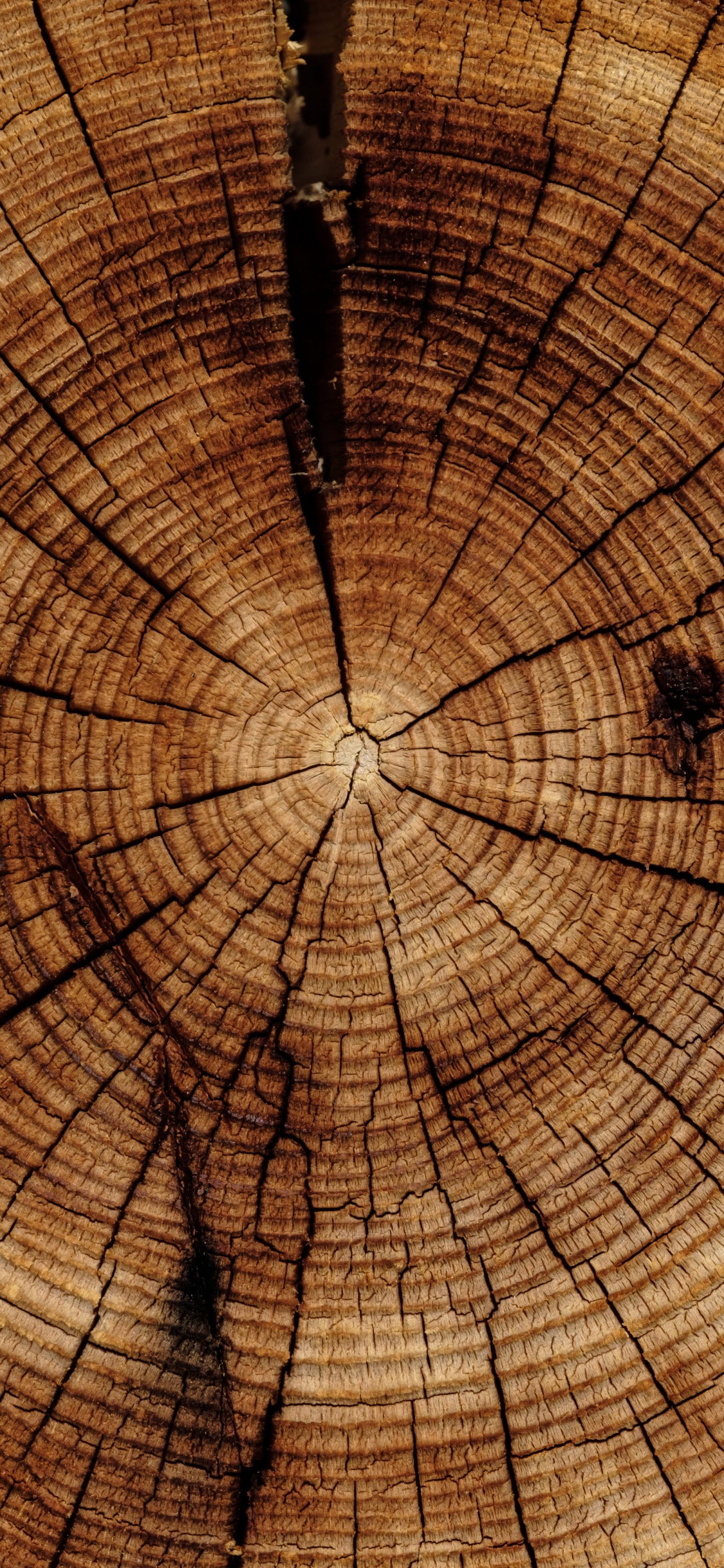 Обои пень, дерево, древесина, Кора, коричневый цвет в разрешении 1125x2436