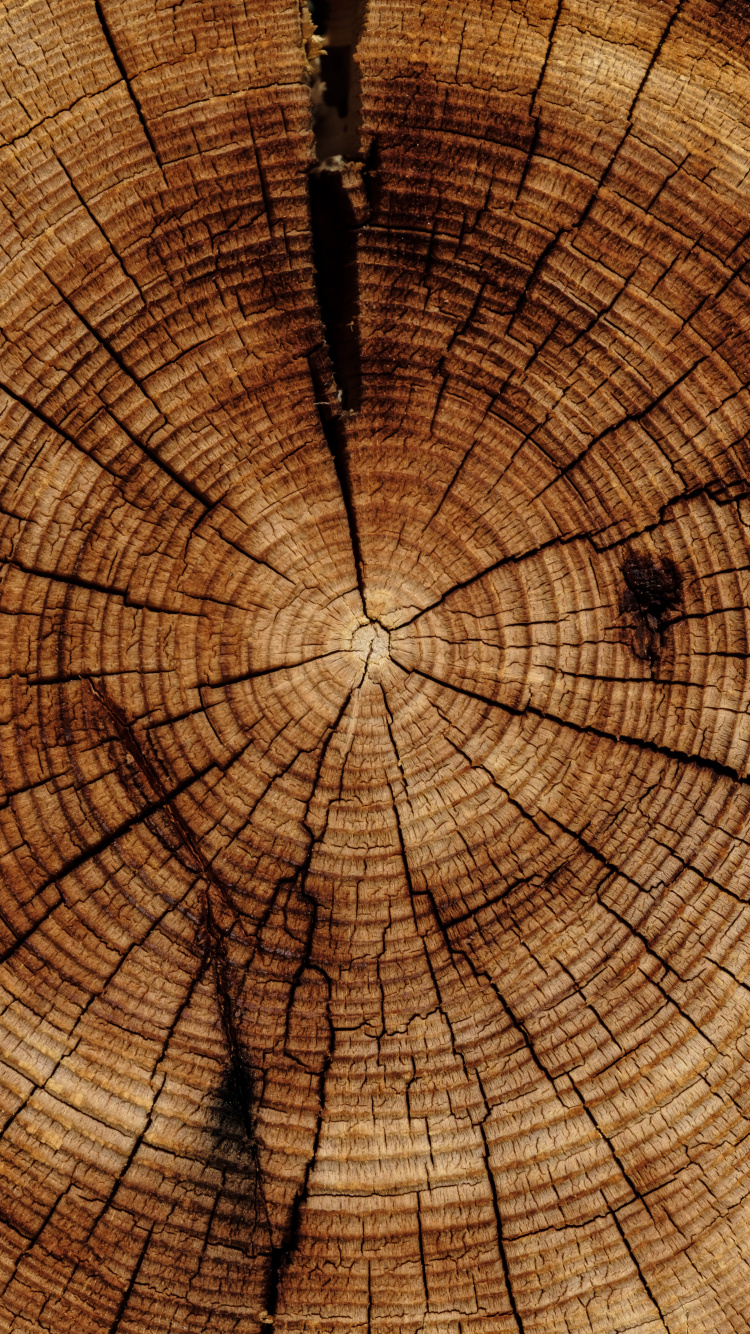 Обои пень, дерево, древесина, Кора, коричневый цвет в разрешении 750x1334