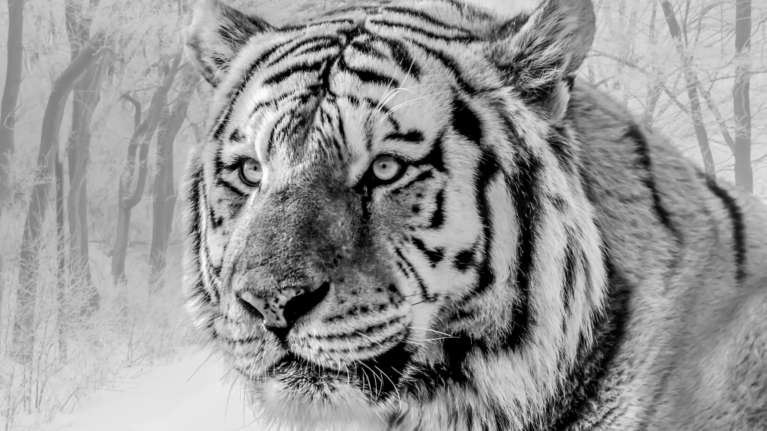 Обои Белый тигр, Амурский тигр, кошачьих, бенгальский тигр, большая кошка в разрешении 2560x1440
