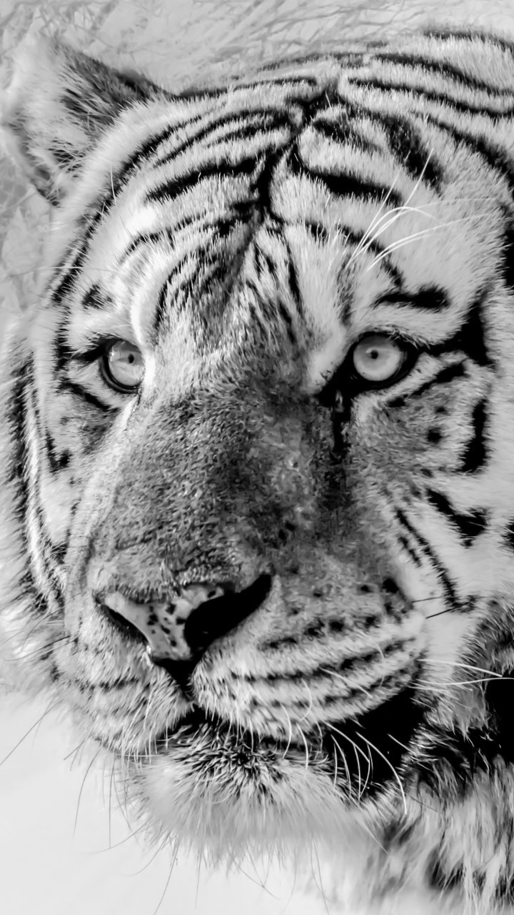 Обои Белый тигр, Амурский тигр, кошачьих, бенгальский тигр, большая кошка в разрешении 720x1280
