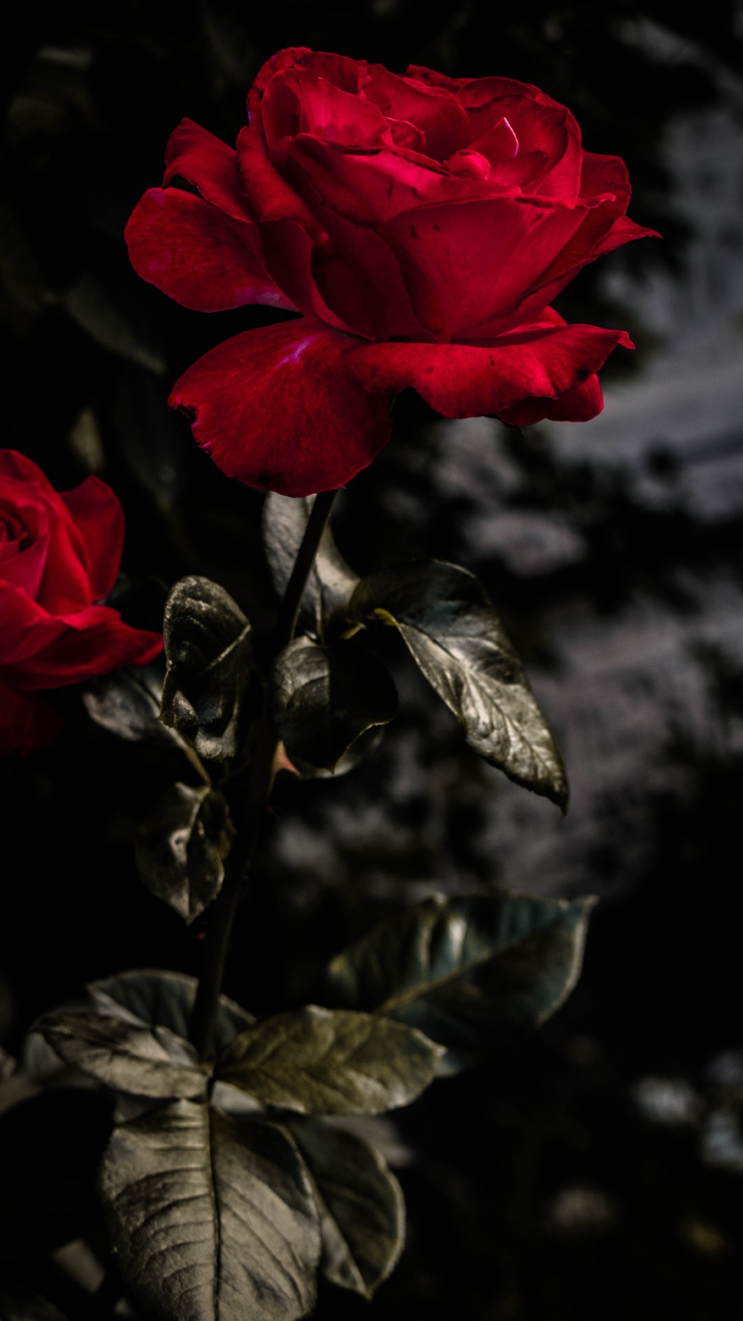 Обои цветок, цветковое растение, красный цвет, сад роз, лепесток в разрешении 1080x1920