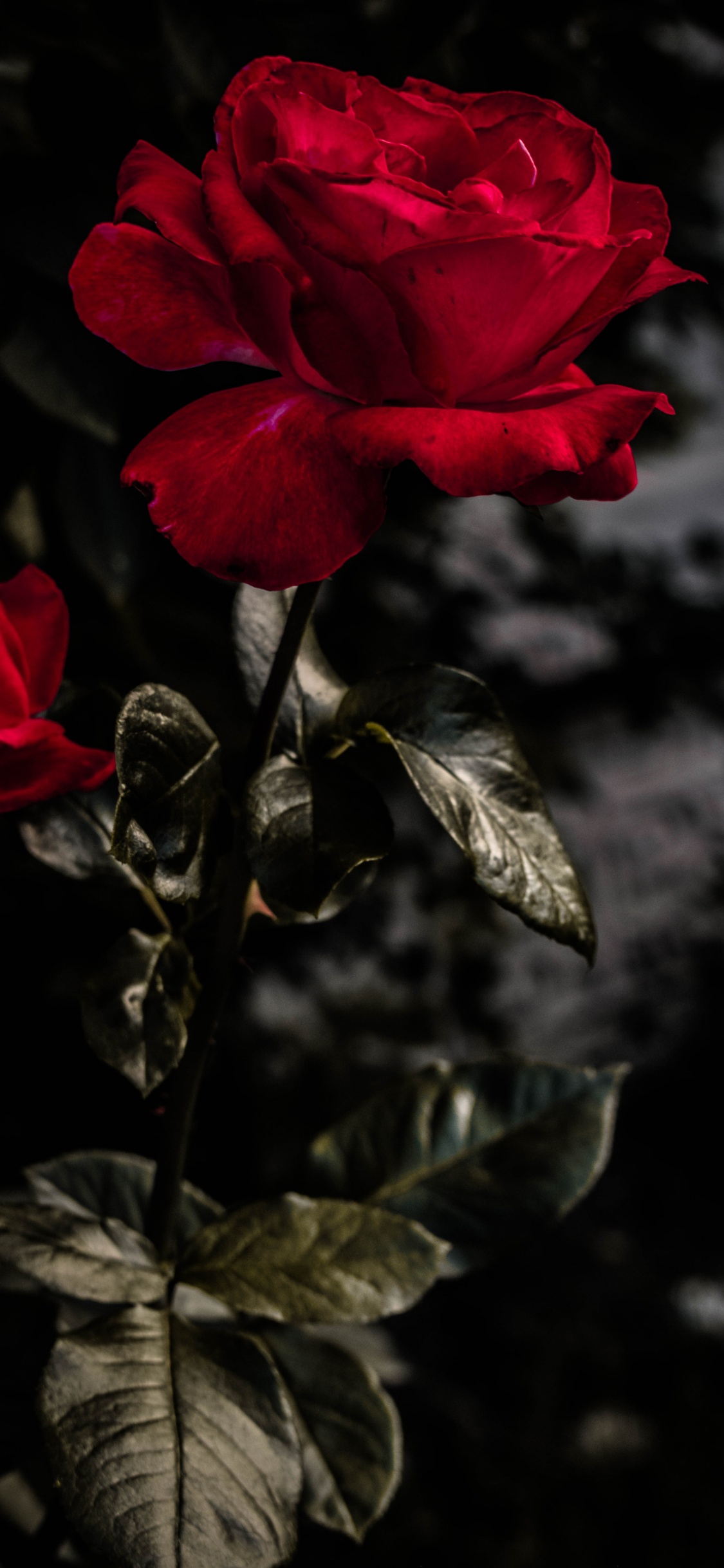 Обои цветок, цветковое растение, красный цвет, сад роз, лепесток в разрешении 1125x2436