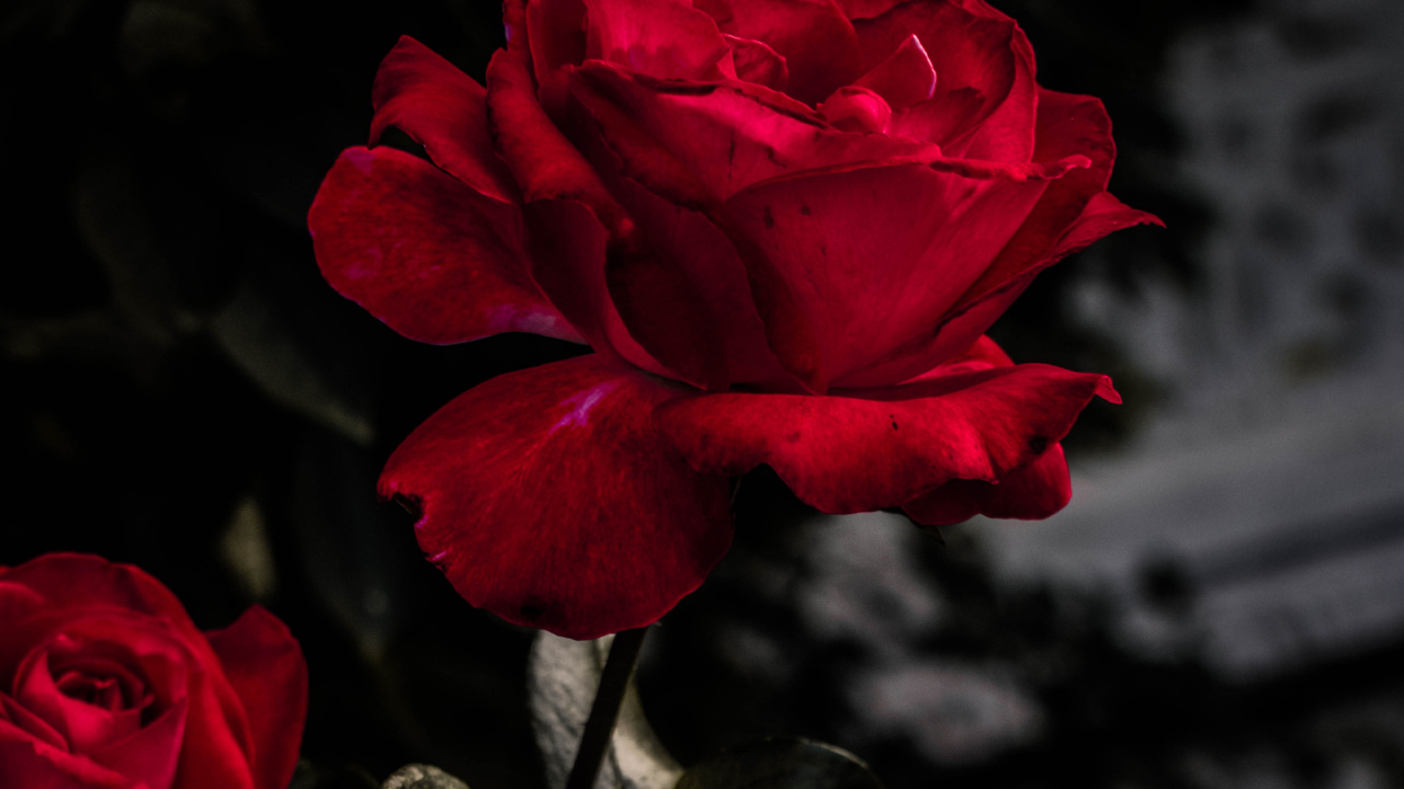 Обои цветок, цветковое растение, красный цвет, сад роз, лепесток в разрешении 1280x720