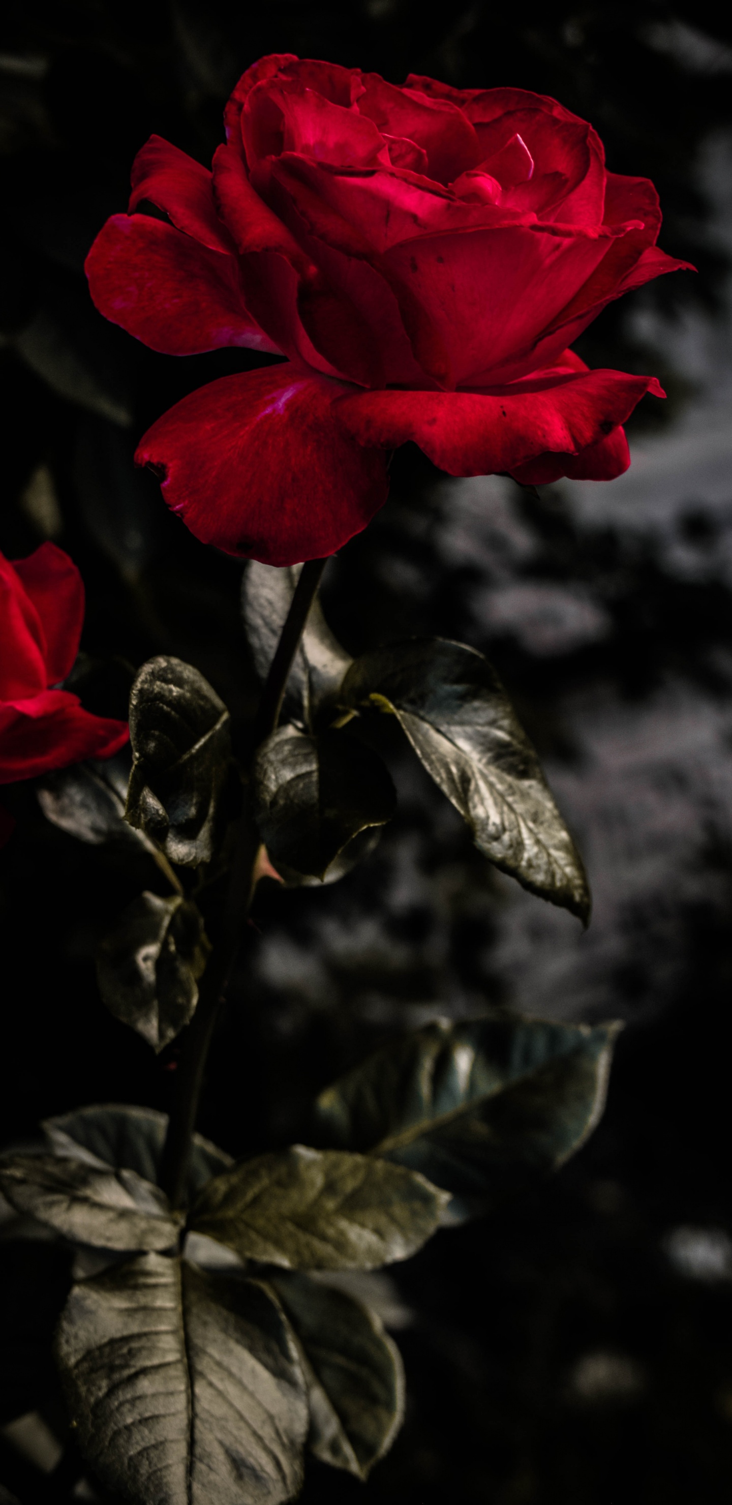 Обои цветок, цветковое растение, красный цвет, сад роз, лепесток в разрешении 1440x2960