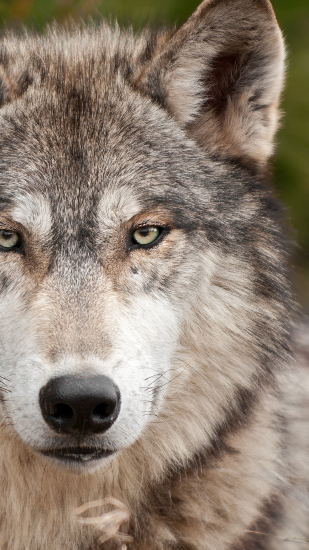 Обои волчьей собаки сарлоса, чехословацкий влчак, живая природа, морда в разрешении 1080x1920