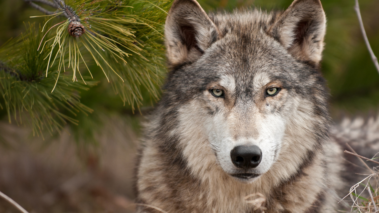 Обои волчьей собаки сарлоса, чехословацкий влчак, живая природа, морда в разрешении 1280x720