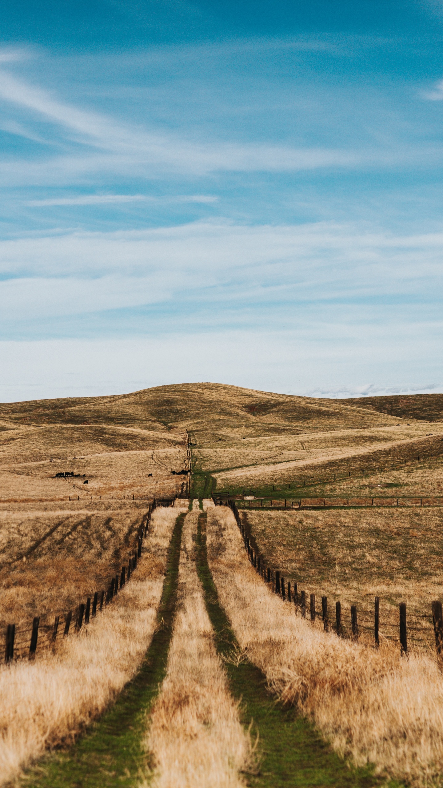 Обои сельский район, дерево, дорога, трава, степ в разрешении 1440x2560