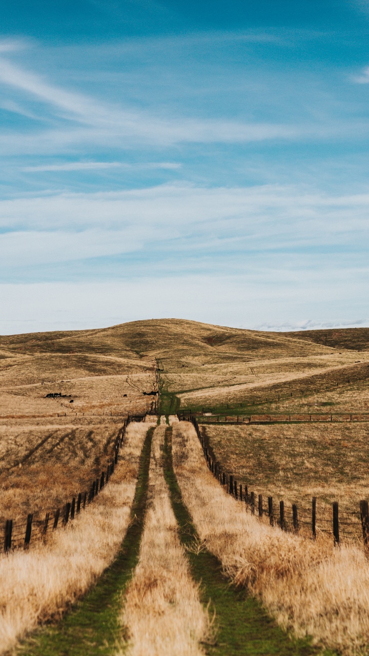 Обои сельский район, дерево, дорога, трава, степ в разрешении 720x1280