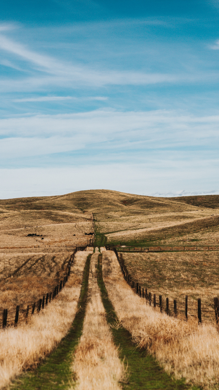 Обои сельский район, дерево, дорога, трава, степ в разрешении 750x1334