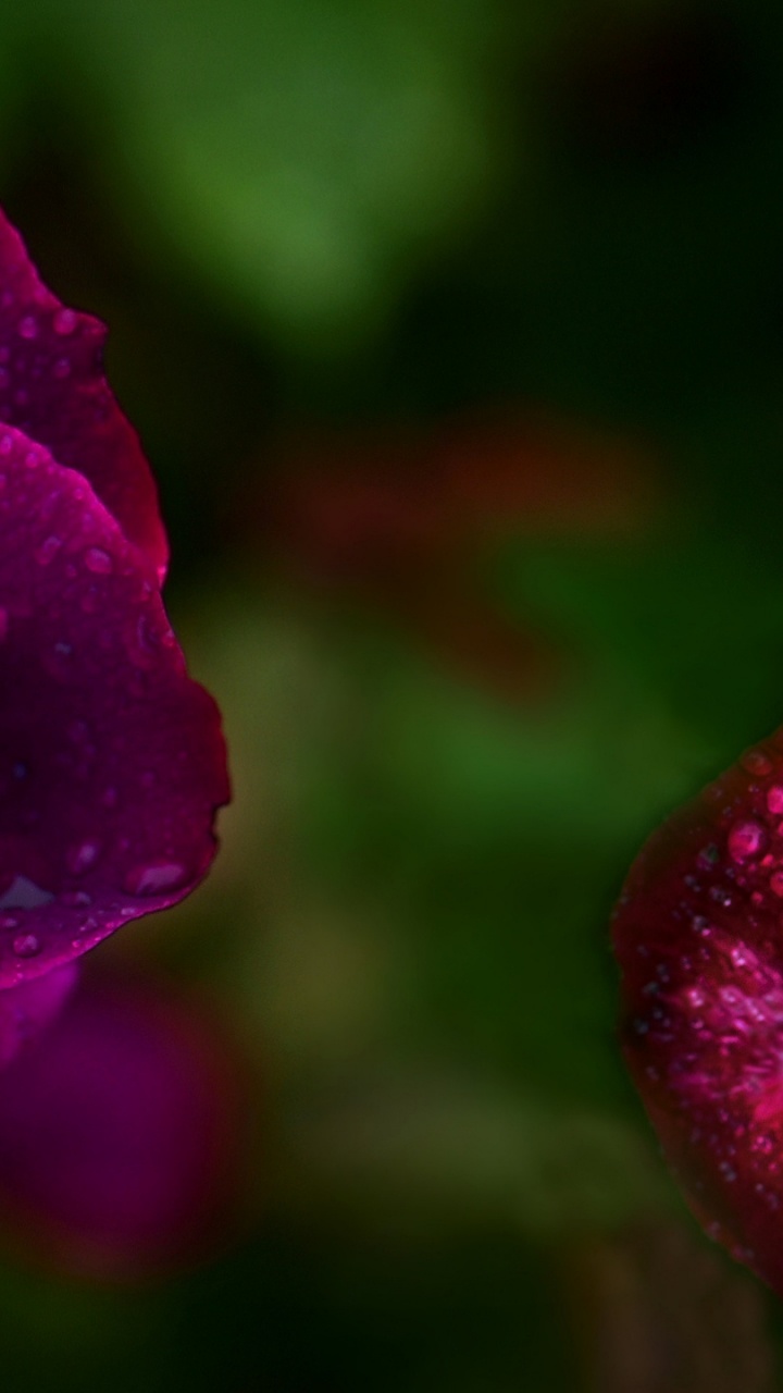 Обои Флора, сад роз, вода, лепесток, красочность в разрешении 720x1280