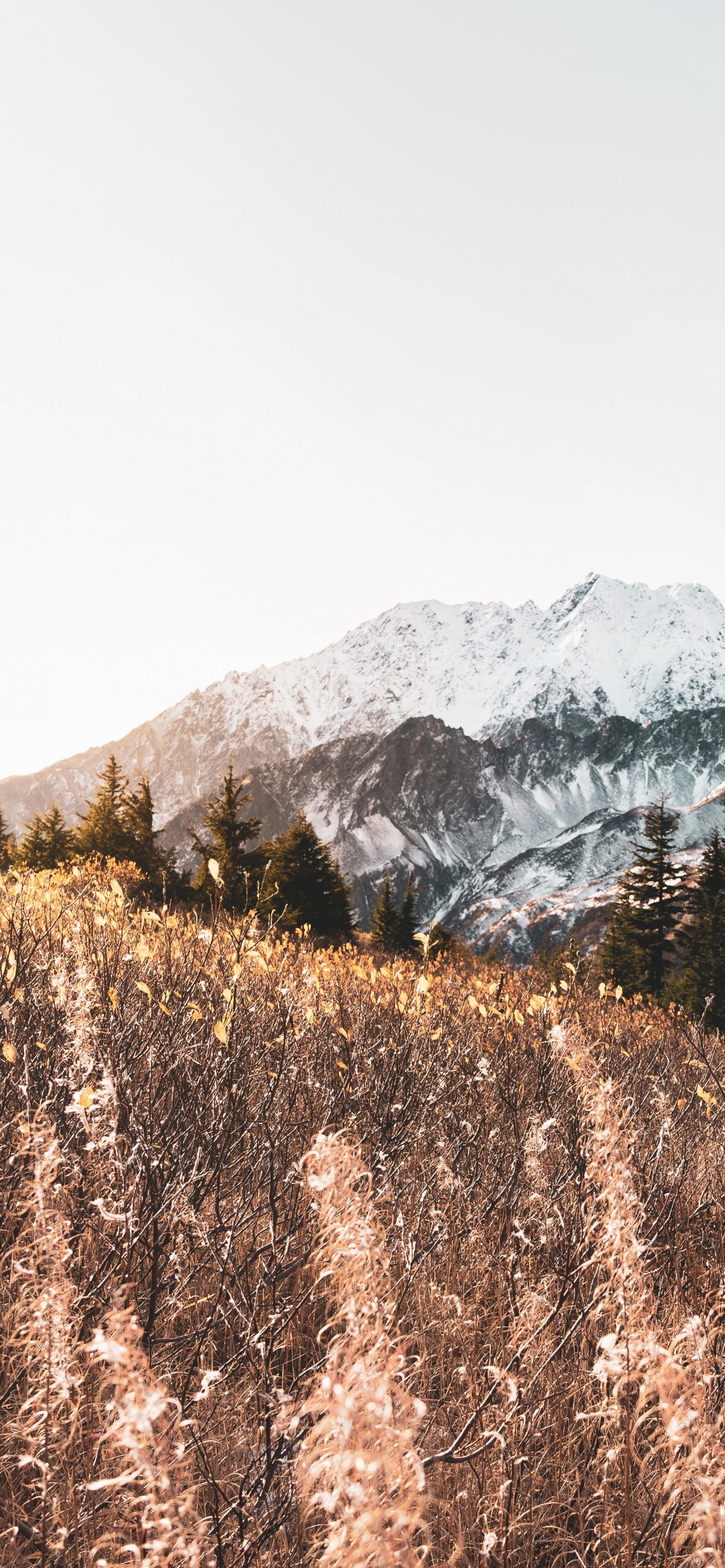 Обои гора, горный рельеф, М-дерево, нагорье, снег в разрешении 1242x2688