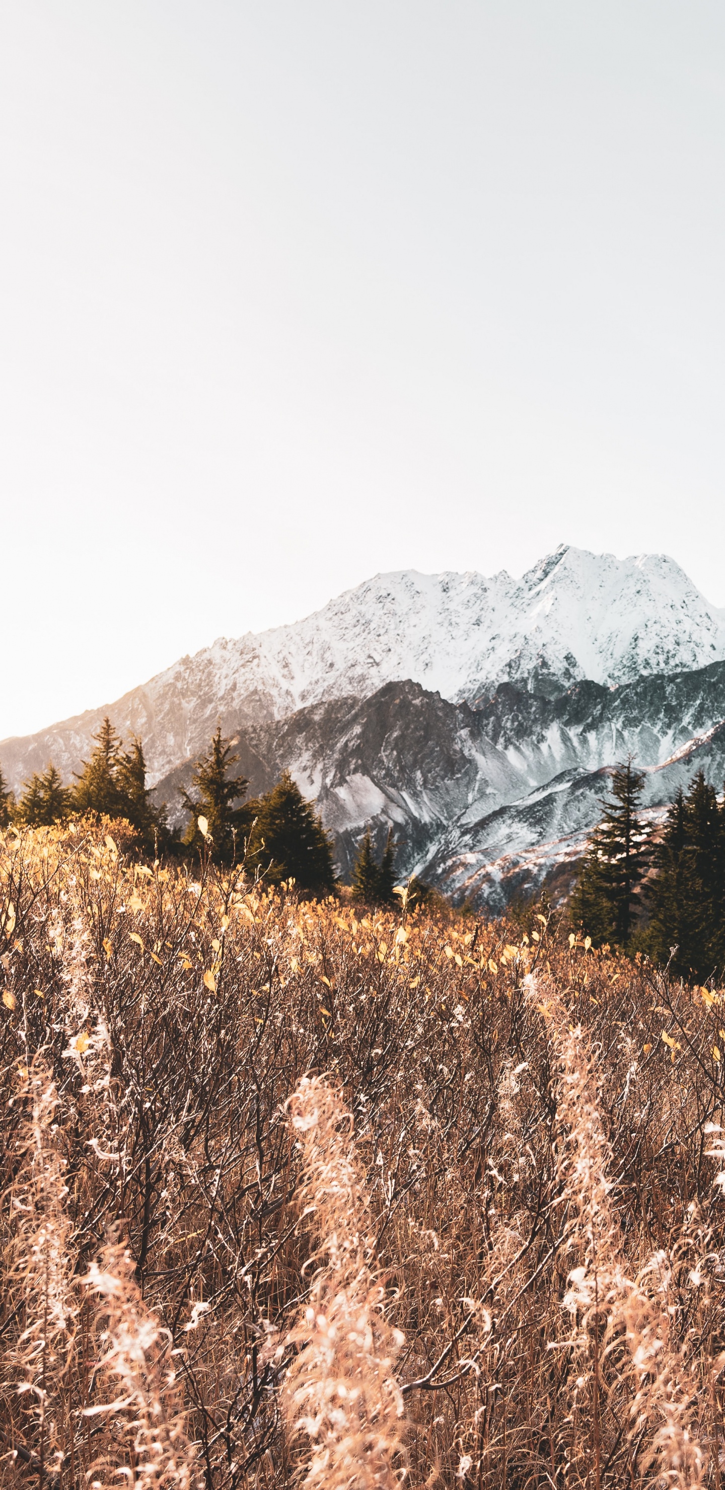 Обои гора, горный рельеф, М-дерево, нагорье, снег в разрешении 1440x2960